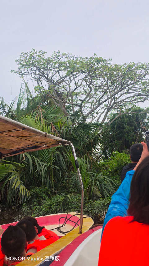 亚庇红树林 长尾猕猴 长鼻猕猴，萤火虫