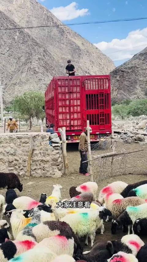 三层车厢的货车该怎么装羊