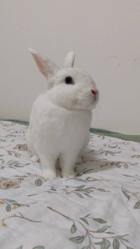 不想亲，小白兔就是这样，稍微不爱干净一点就很明显