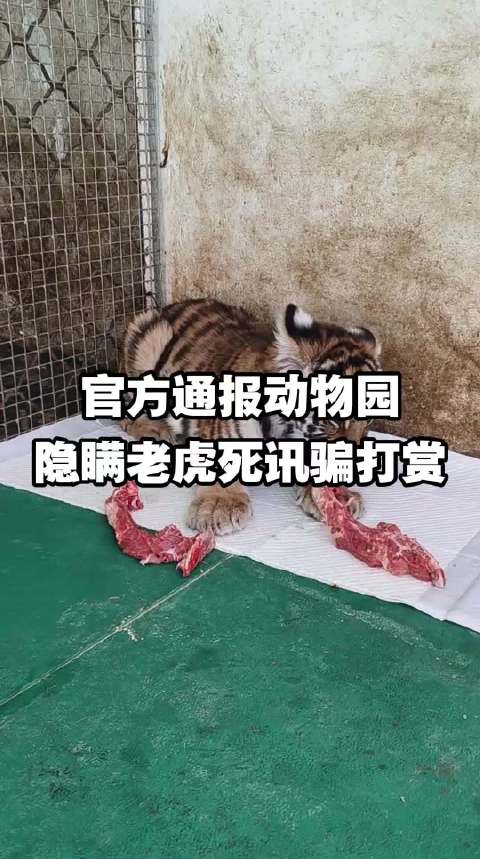 官方通报动物园隐瞒老虎死讯骗打赏