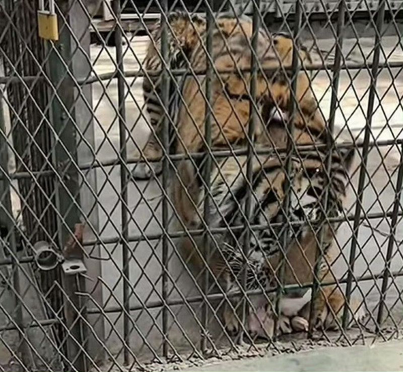 濮阳动物园隐瞒小老虎死讯直播敛财，园长饲养员公开道歉