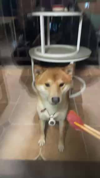 勋子给我发的琉璃的视频，太好笑了，看一次笑一次，存档一下