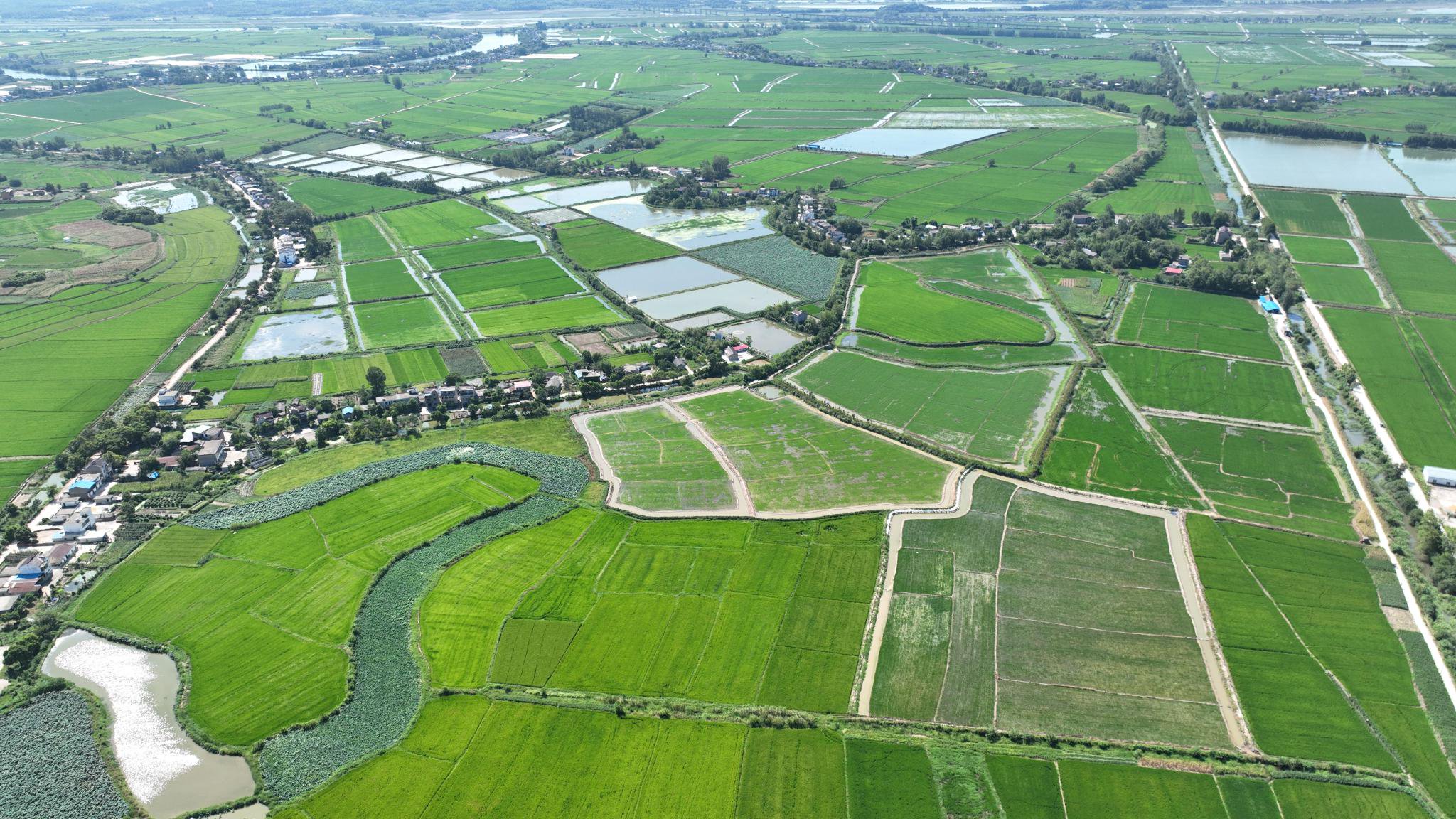 池州贵池：筑高标准农田   稳“江淮粮仓”根基