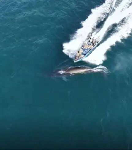 涠洲岛一头鲸鱼遭渔船撞击，官方通报称不会造成重大伤害，网友称再次看见疑似被撞的鲸鱼