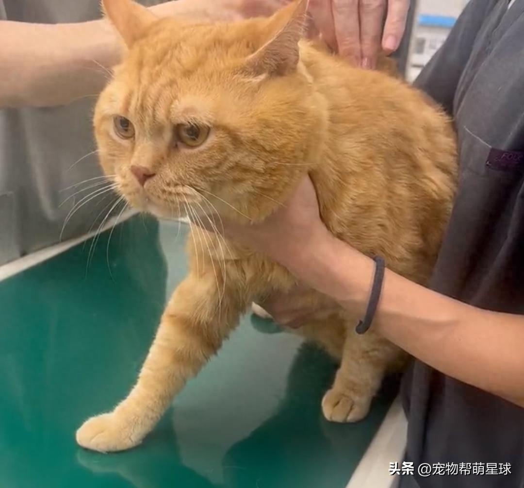 大胖橘被铲屎官带去打针,全程乖巧配合,只是这表情,太哀怨了!