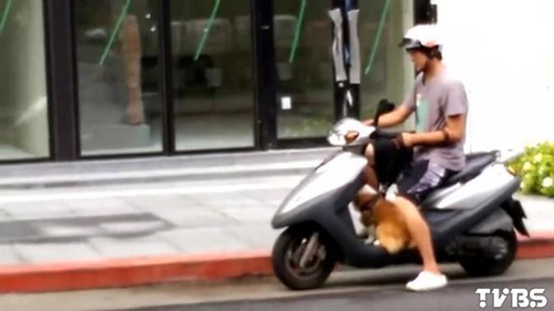 柯基犬跳車 摩托車司機馬路“撿狗”翻車(圖)