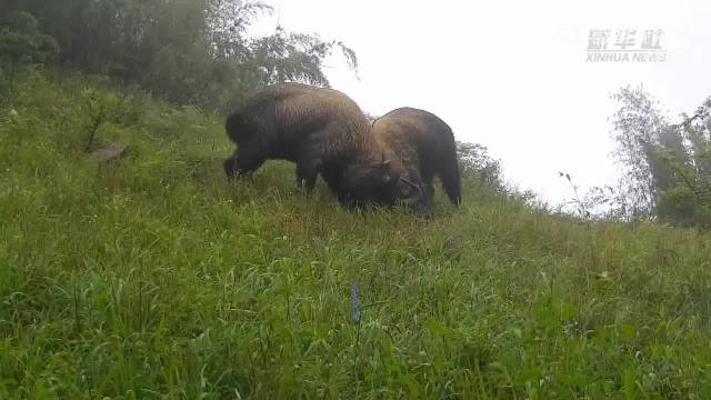 高黎贡山红外相机捕捉贡山羚牛成群觅食珍贵瞬间