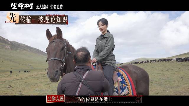 杨紫袁弘主演生命树北京卫视开播