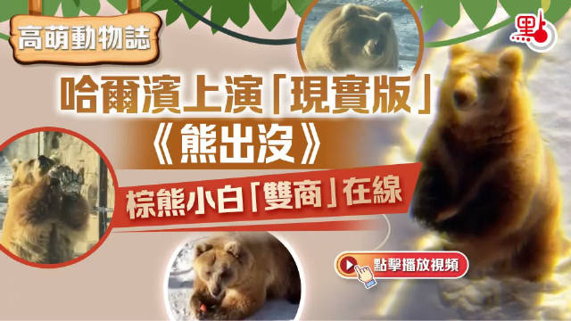 哈尔滨“现实版”《熊出没》　棕熊小白“双商”在线