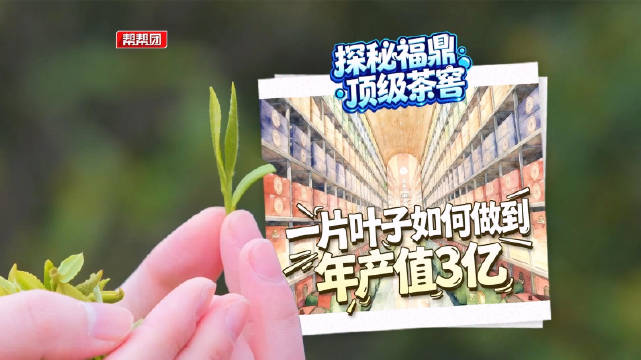 探秘福鼎顶级茶窖：一片叶子如何做到年产值3个亿
