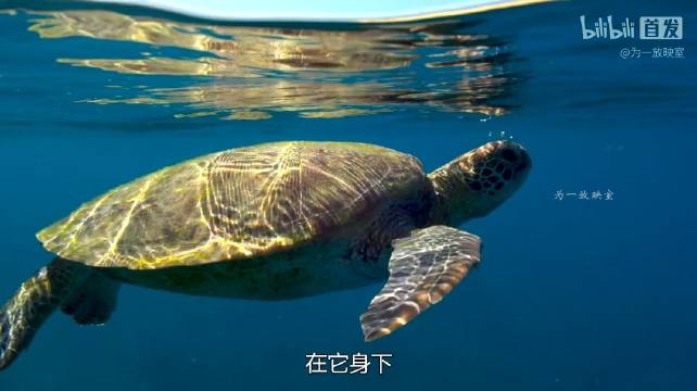 海洋馆之行激发幼儿兴趣，家长分享早教心得