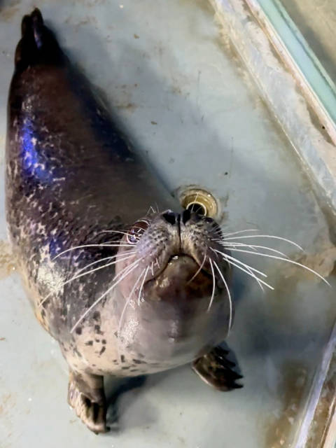 贪吃的海豹海洋生物海豹合肥海洋世界