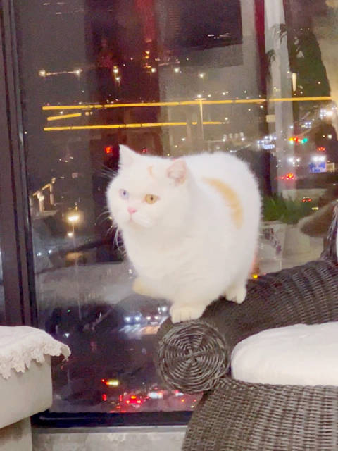 哈哈哈胖橘真的帅