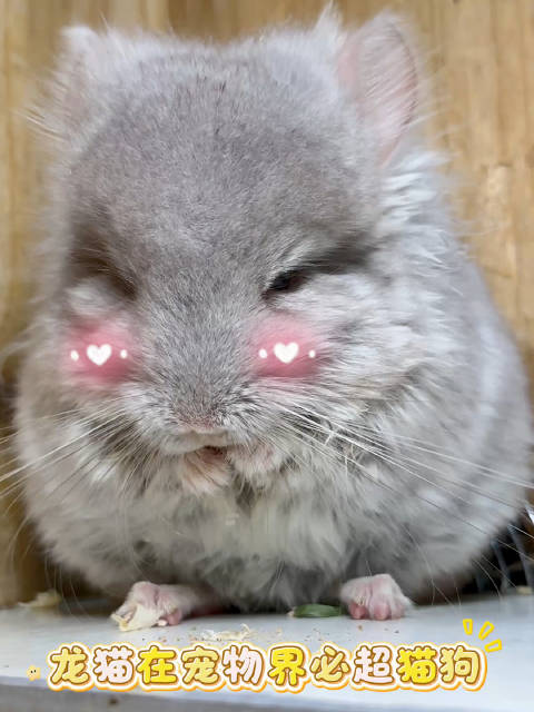 养了龙猫你就会发现，原来宠物也可以这么干净