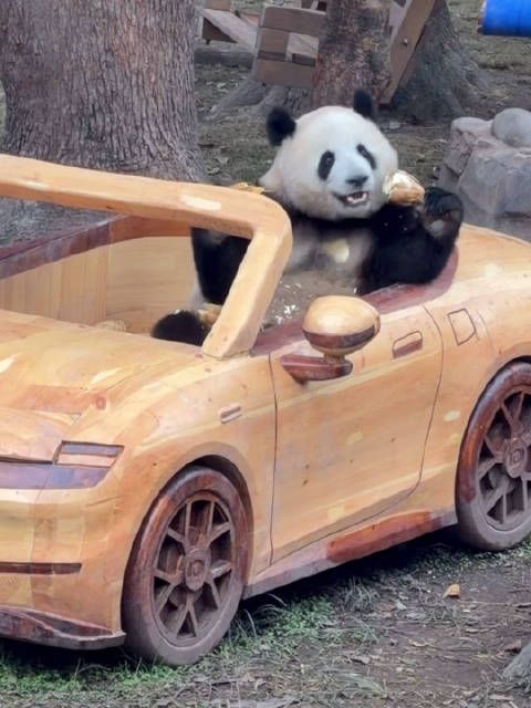 莽警官驾豪车邀搭车，小五代言长安启源贺新春