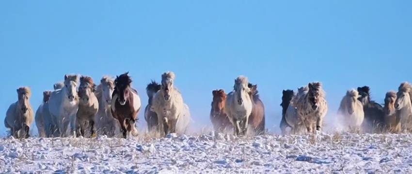 雪原上马踏飞雪如水墨群马图