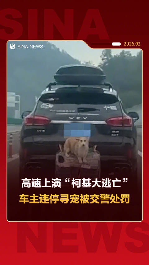 车子外挂狗笼柯基越狱跑上高速