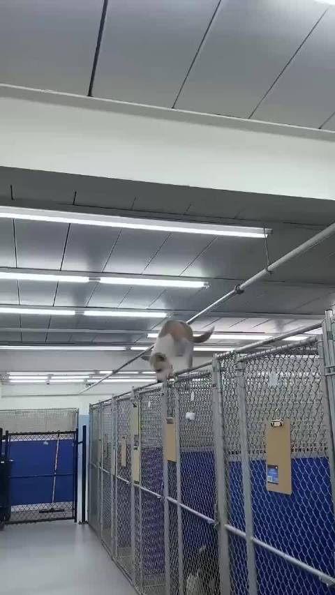 小小牢笼困不住向往自由的灵魂越狱的狗子