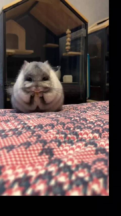 中能龙猫空调，萌宠的贴心呵护