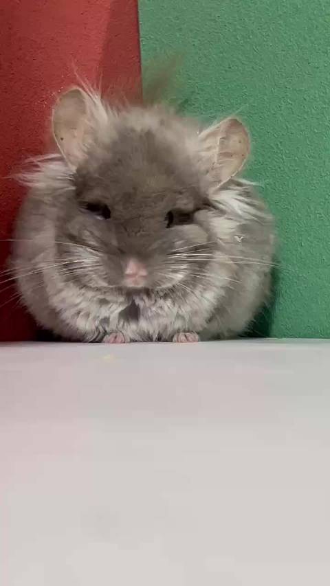 丝绒咖长毛龙猫dd