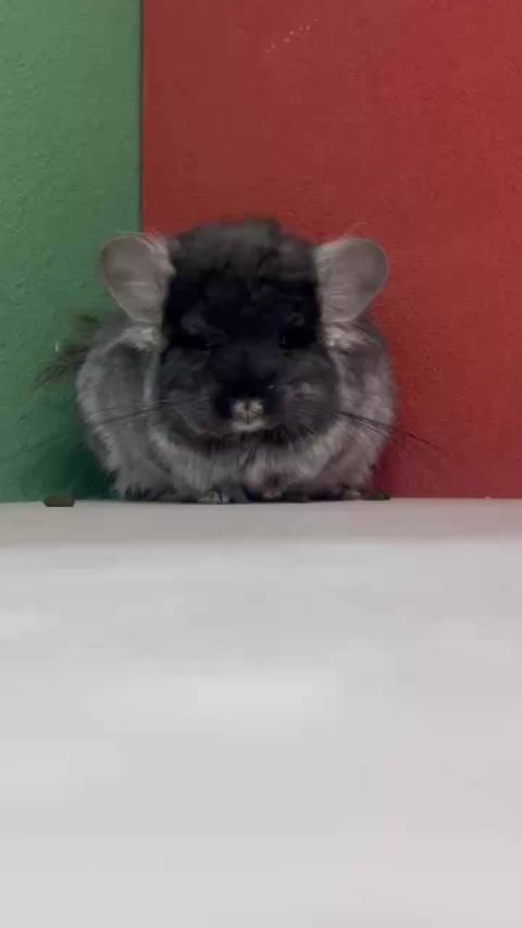 带紫丝绒黑长毛龙猫mm