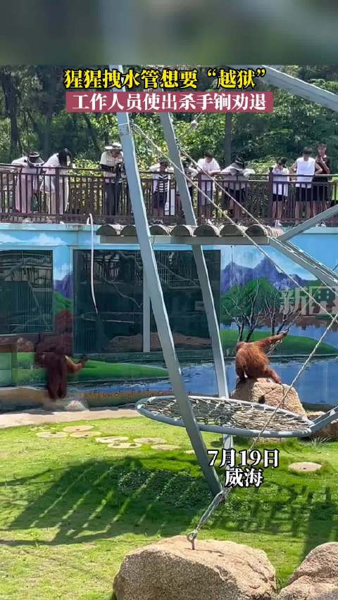 猩猩拽水管想要“越狱”，工作人员使出杀手锏劝退