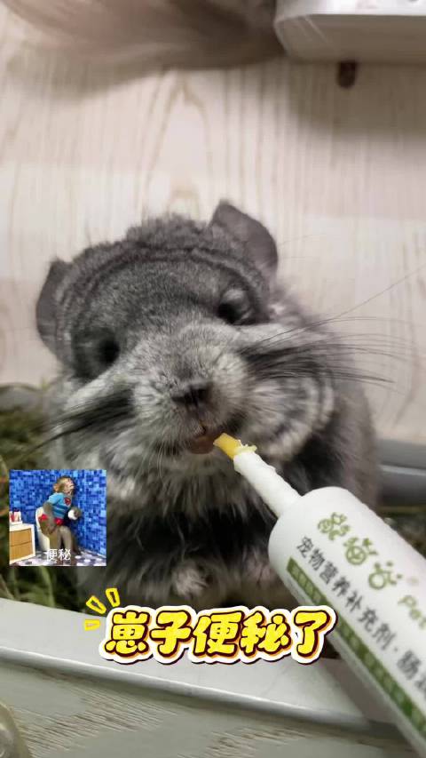 龙猫专用肠润通，科学护肠，一顺到底