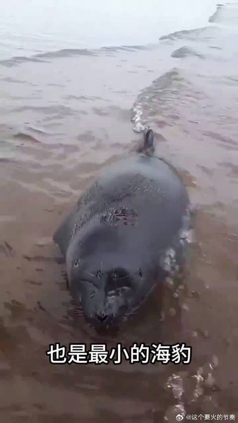 科普分享12种海豹，你认识几种？