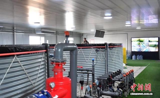 2月11日，雄安一农业园的智能玻璃温室内，工作人员正在水培控制室巡检。中新社记者 韩冰 摄