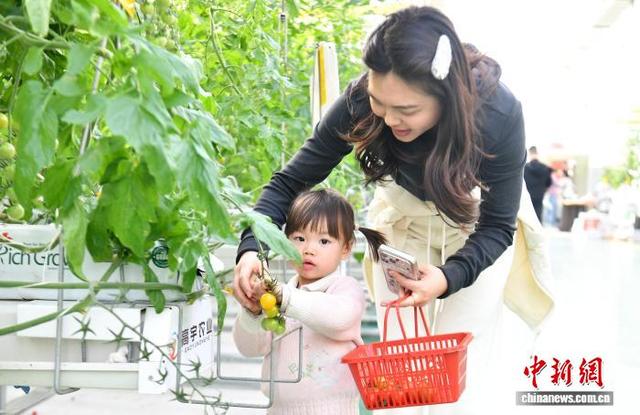 2月11日，雄安一农业园的智能玻璃温室内，游客正在采摘西红柿。中新社记者 韩冰 摄