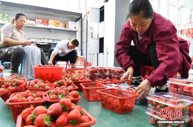 2月11日，雄安一农业园的智能玻璃温室内，工作人员正在打包采摘下来的草莓。中新社记者 韩冰 摄