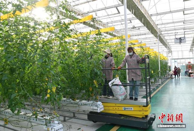 2月11日，雄安一农业园的智能玻璃温室内，工作人员正在使用自动升降机工作。中新社记者 韩冰 摄