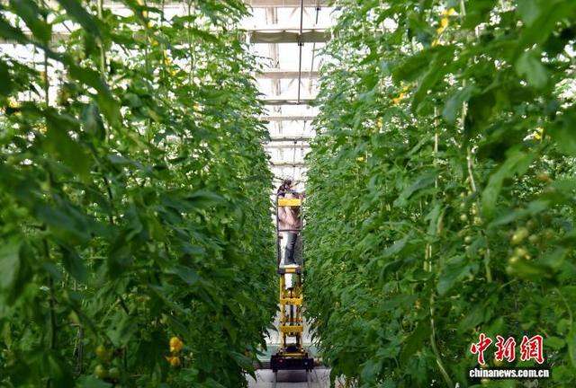 2月11日，雄安一农业园的智能玻璃温室内，工作人员正在使用自动升降机工作。中新社记者 韩冰 摄