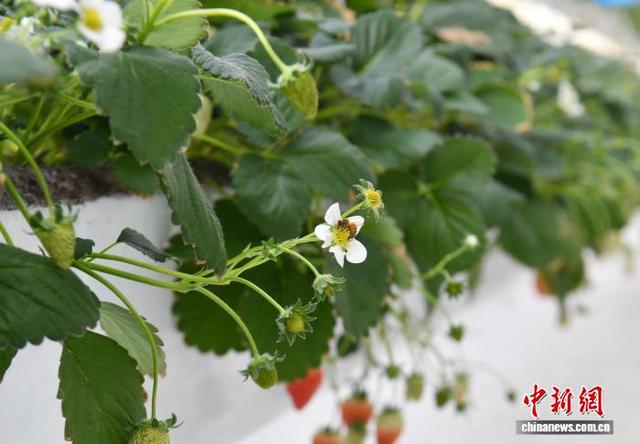 2月11日，雄安一农业园的智能玻璃温室内，蜜蜂正在为草莓授粉。中新社记者 韩冰 摄