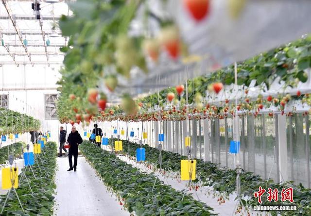 2月11日，雄安一农业园的智能玻璃温室内，游客正在采摘草莓。中新社记者 韩冰 摄