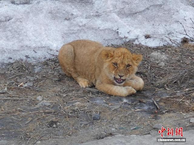 图为掉落在高速公路上的小狮子。 高速交警供图