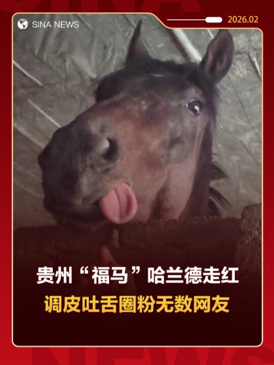 贵州“福马”哈兰德走红 调皮吐舌圈粉无数网友 点击关注