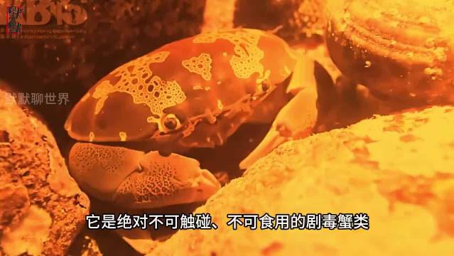 菲博主食用剧毒马赛克蟹身亡