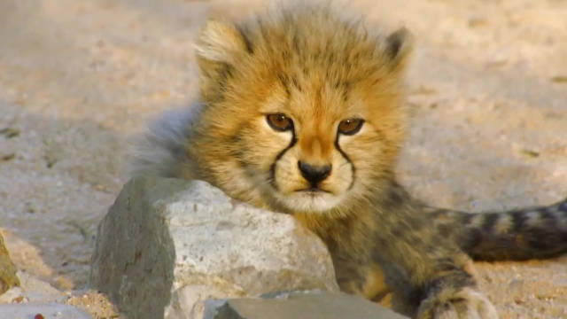 救助猎豹 Saving Cheetahs 纪录片品鉴团