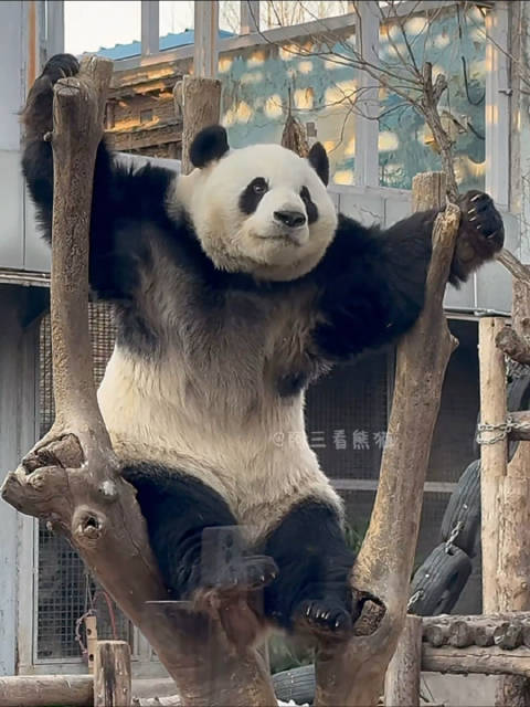 大熊猫萌兰坐树杈霸气十足