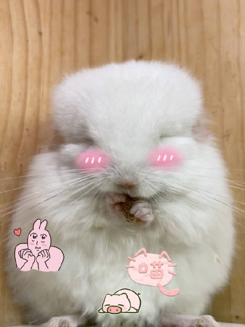 龙猫才是打工人的终极救赎