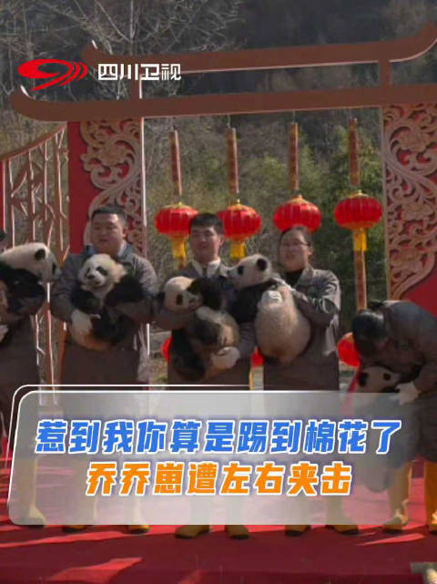 四川卫视成长吧大熊猫