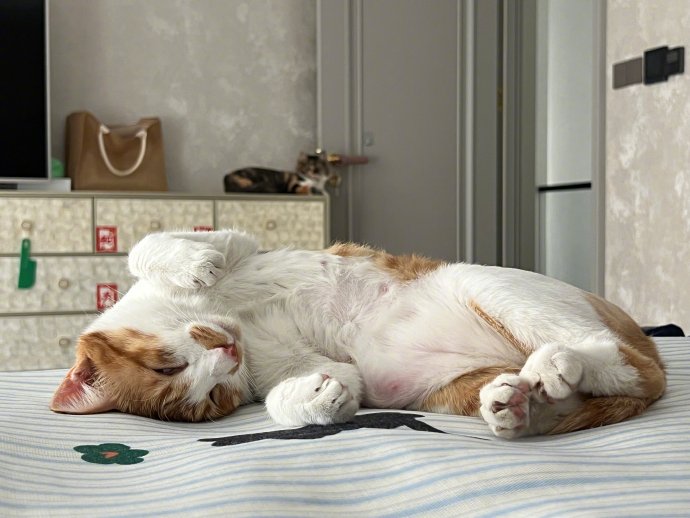 网友对马晚家包饺子吃饺子这件事的主要评价是什么？