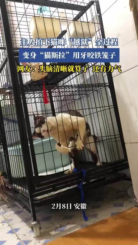 猫咪“越狱”惊险过程，变身“猫斯拉”