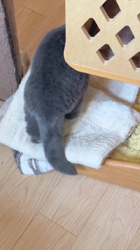 呀！家里还有两个蓝蓝mm呀！