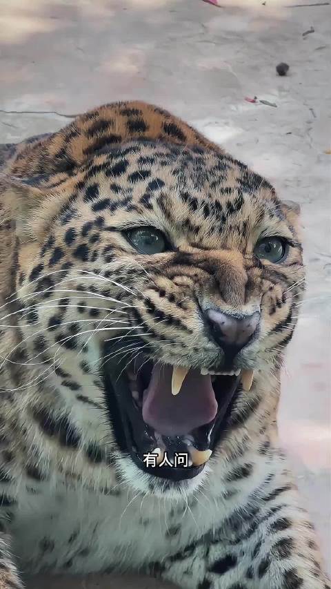 这么呆萌的黑豹露娜 你爱了吗？黑豹露娜