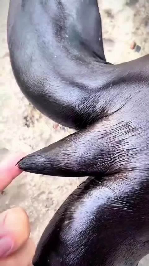 海狮和海豹，看起来差不多，性格却截然不同