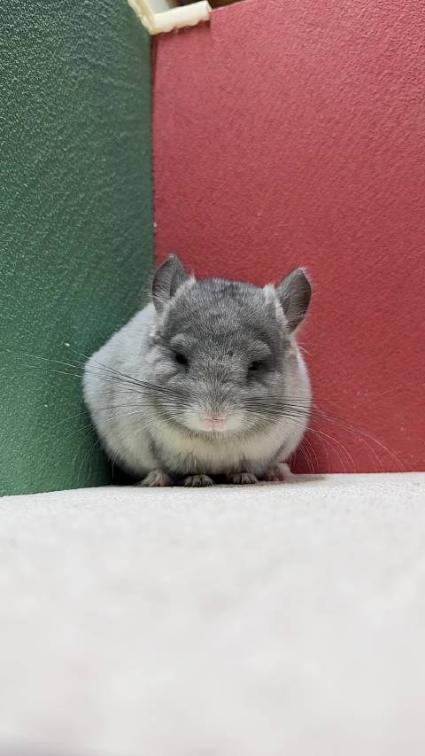 丝绒银斑斜长龙猫mm