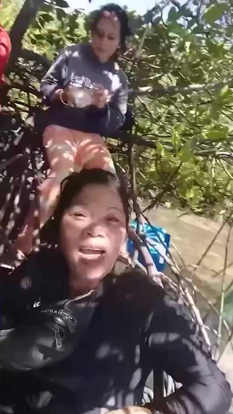 别人都是说说，她是真吃，做法还挺特别椰奶炖煮海螺等海鲜