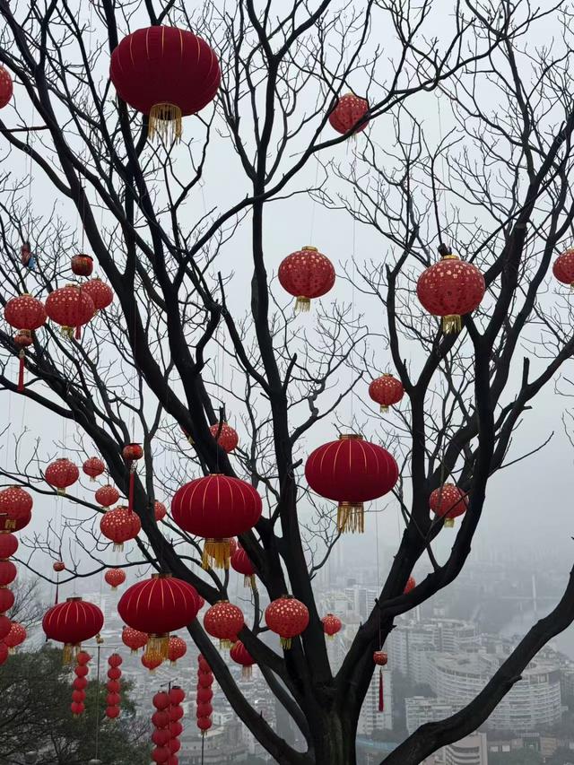 近日柳州为阴雨天气。记者颜篁 摄